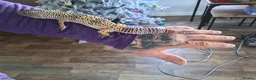 Leopard Gecko reptiles for sale: Supergiant female leopard gecko.  - Advert 3