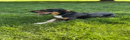 Sprollie dogs for sale: Springer x Collie looking for new home. in Northampton - Advert 6