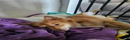 Mixed Breed dogs for sale: Urgent rehoming pomeranian x bichon frise - Advert 3