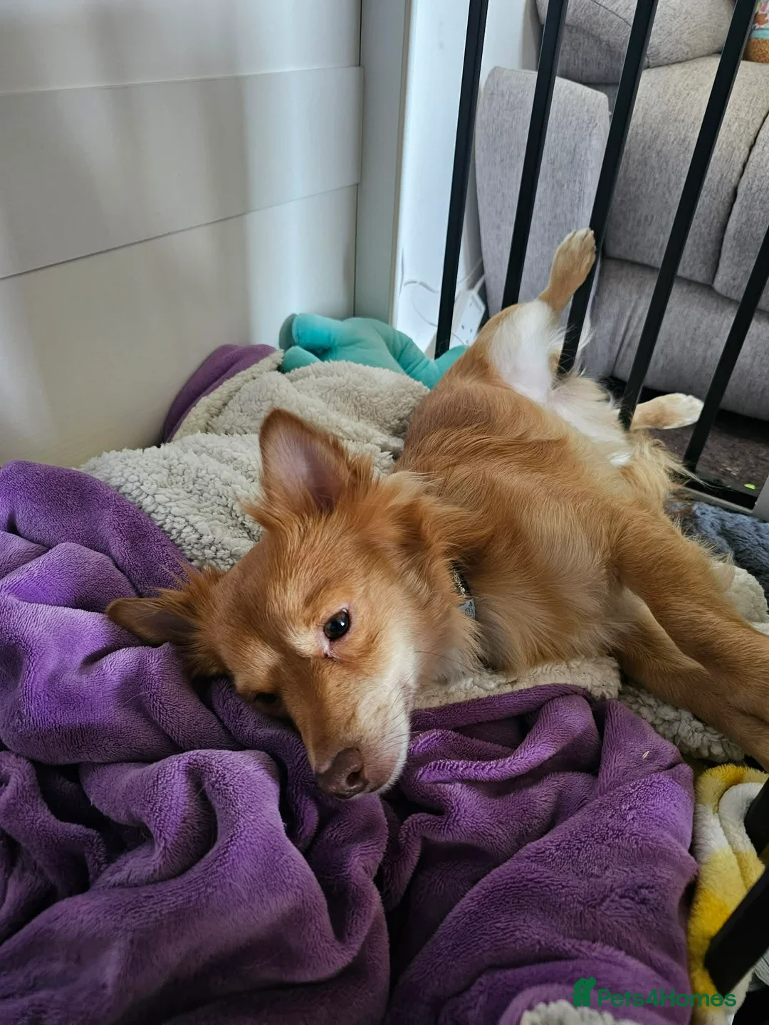 Mixed Breed dogs for sale: Urgent rehoming pomeranian x bichon frise - Advert 3