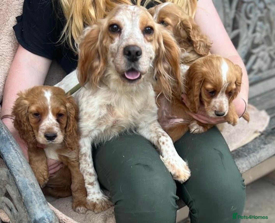 Cocker Spaniel dogs for sale: Beautiful cocker spaniel puppies  - Image 6