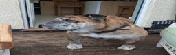 Old Tyme Bulldog dogs for sale: Old tyme bulldog  - Advert 1
