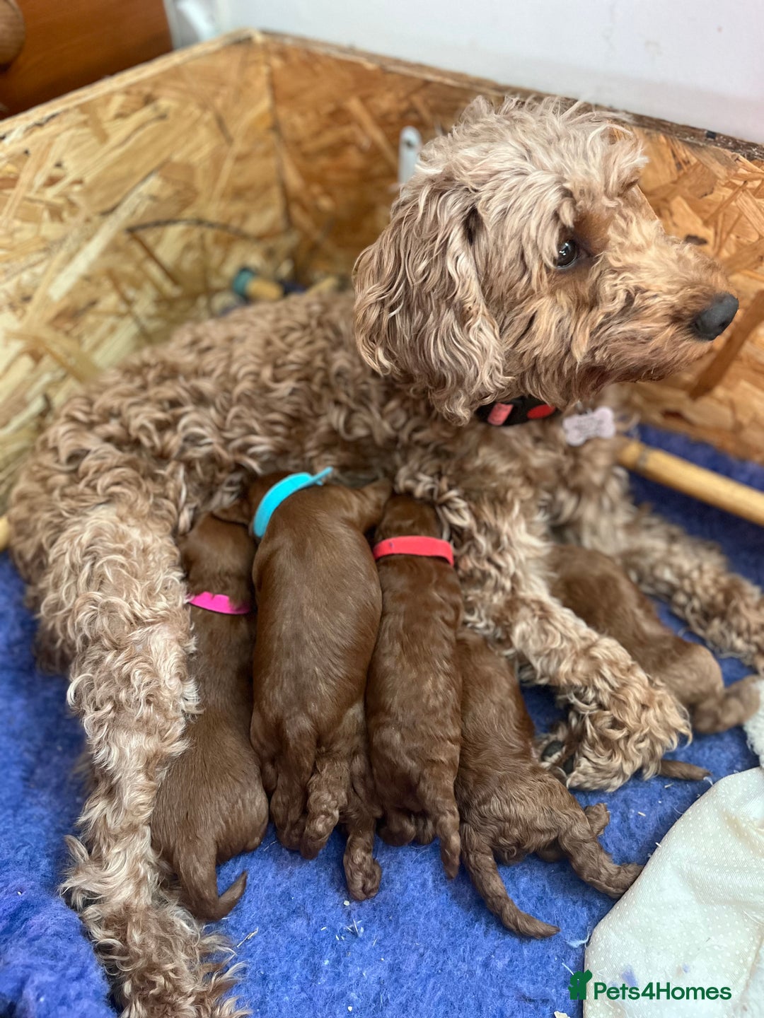 Cockapoo dogs for sale: Gorgeous F1b fox red cockapoo puppies  - Image 5