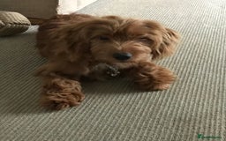 Cockapoo dogs for stud: Male Cockapoo  - Image 4