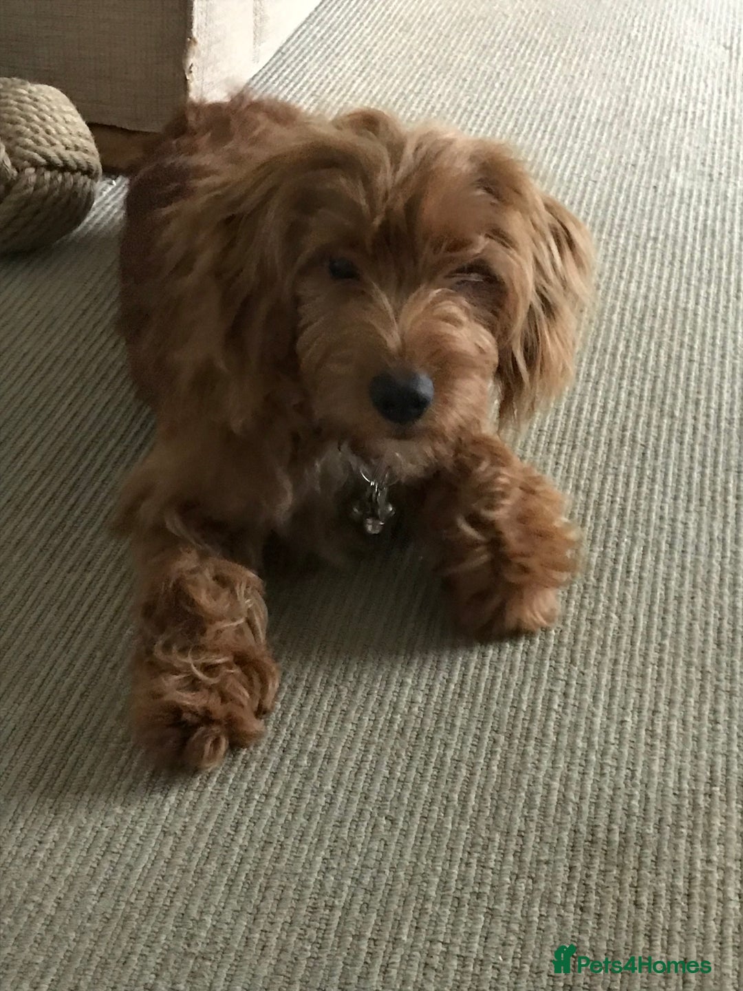 Cockapoo dogs for stud: Male Cockapoo  - Image 4