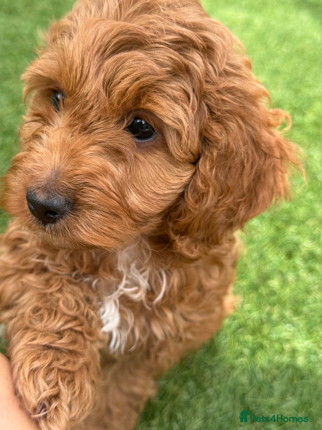 Cockapoo dogs for sale: Stunning best quality cockapoo puppies - Image 5