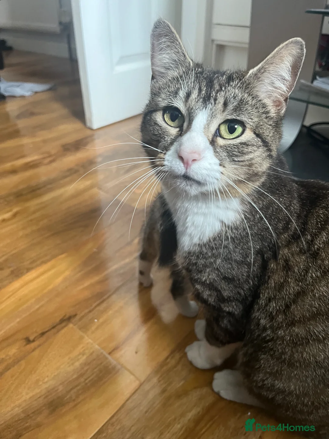 Tibetan cats for sale: Tabby cat in Bracknell - Advert 4