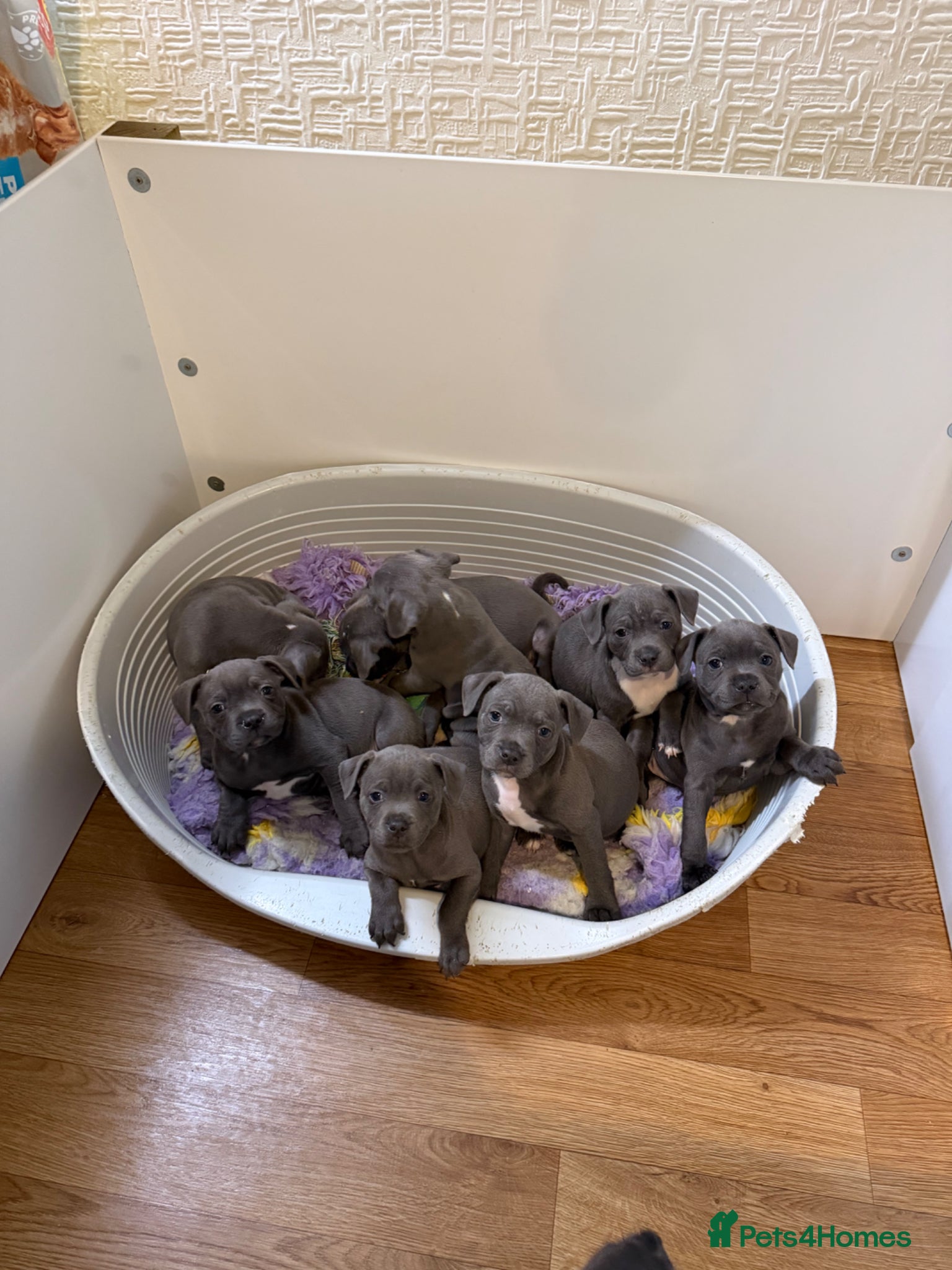 Staffordshire Bull Terrier dogs ✨READY TO LEAVE!!! ONLY 4 GIRLS LEFT✨ - Advert 1