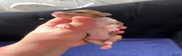 Chihuahua dogs for sale: Chihuahua puppies 3 💙Ánd 2🩷 - Advert 1