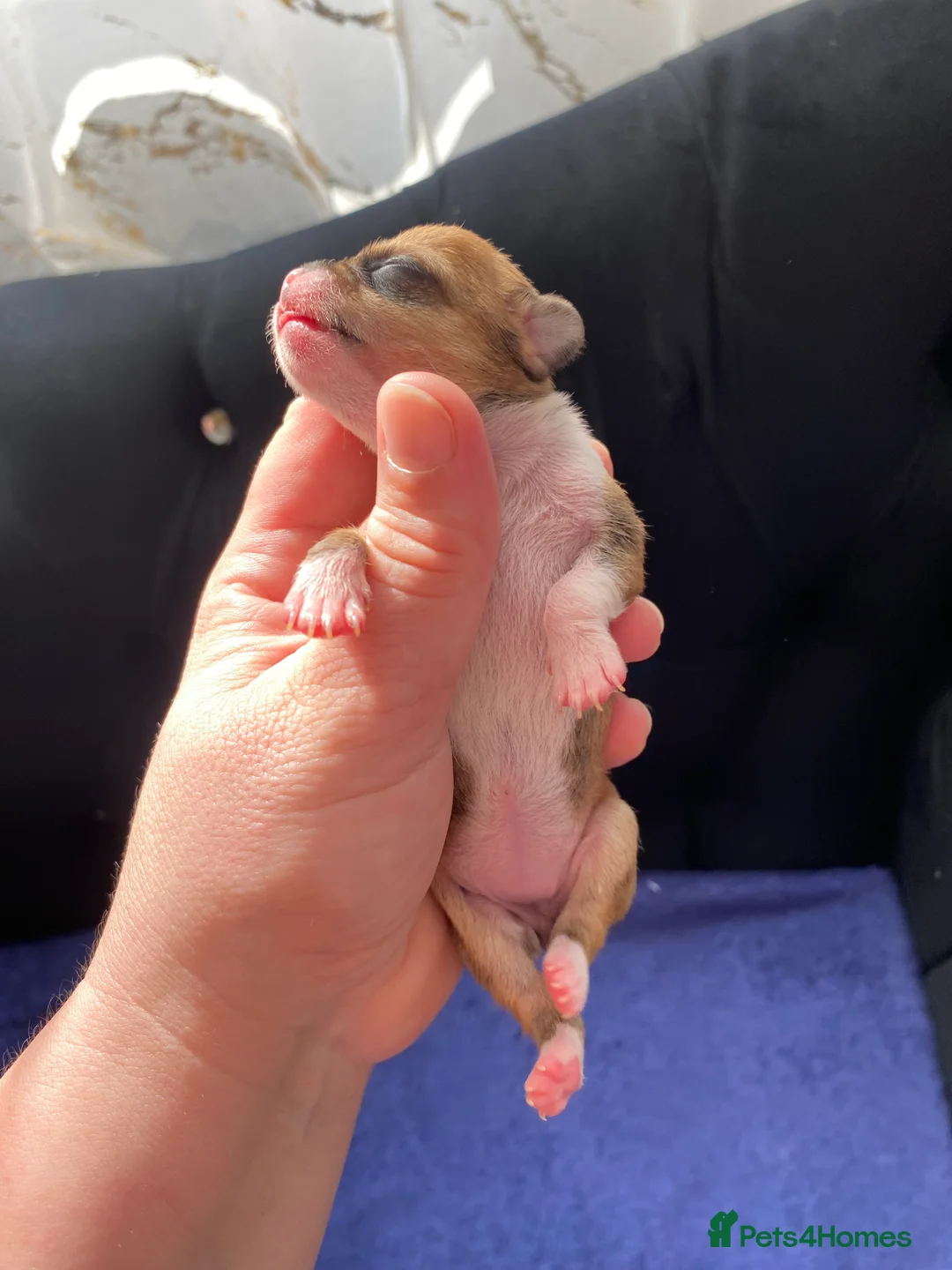 Chihuahua dogs for sale: Chihuahua puppies 3 💙Ánd 2🩷 - Advert 1
