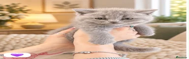 British Shorthair 5