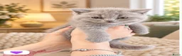 British Shorthair cats for sale: Born 20/7/26 ready to go first week October  - Advert 11