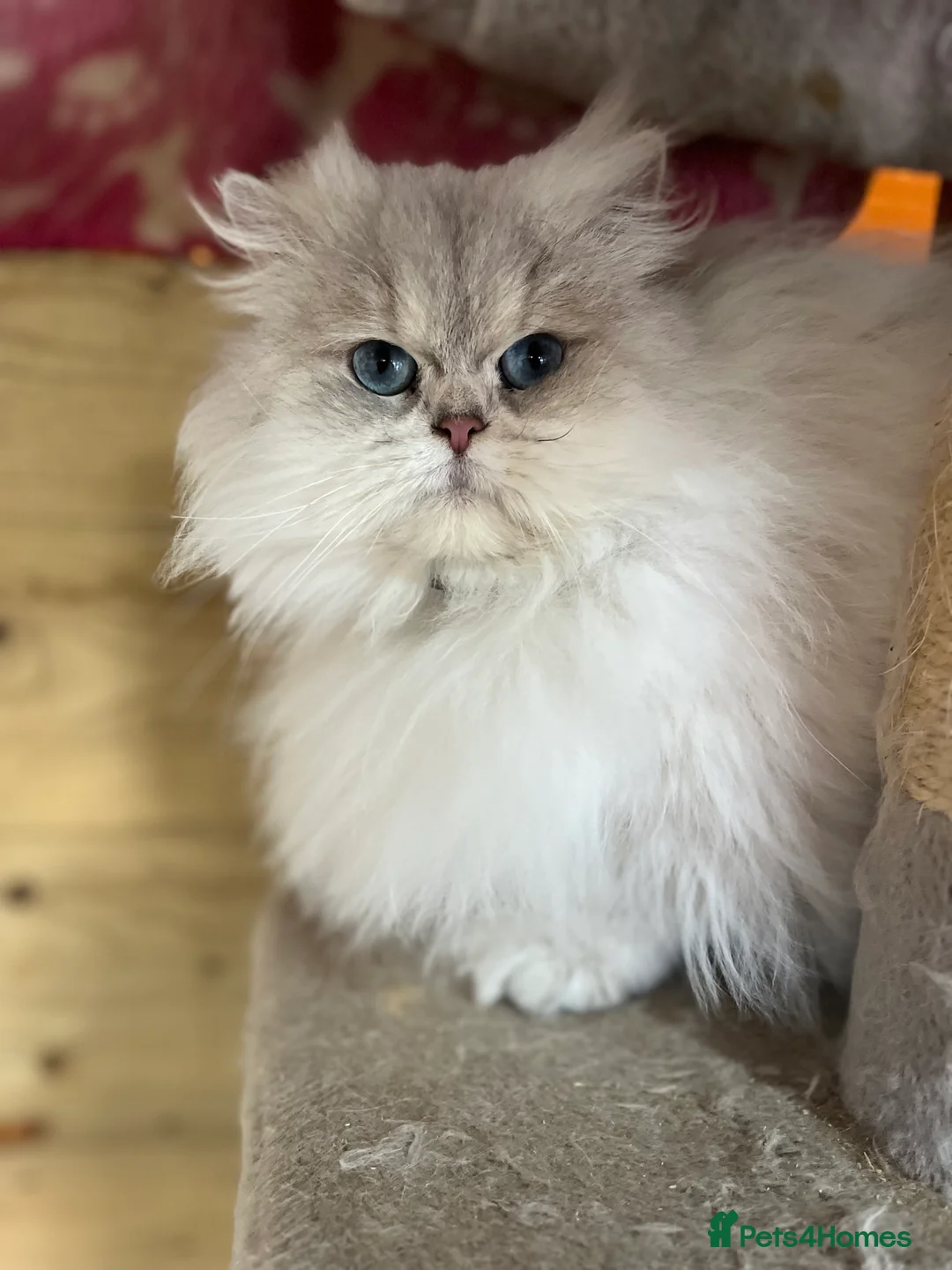 British Longhair cats for sale: Adult female British Longhair - Advert 5