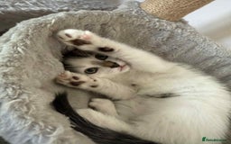 Mixed Breed cats for sale: TWO LEFT! Beautiful kittens ready for 5/10/25 - Image 31