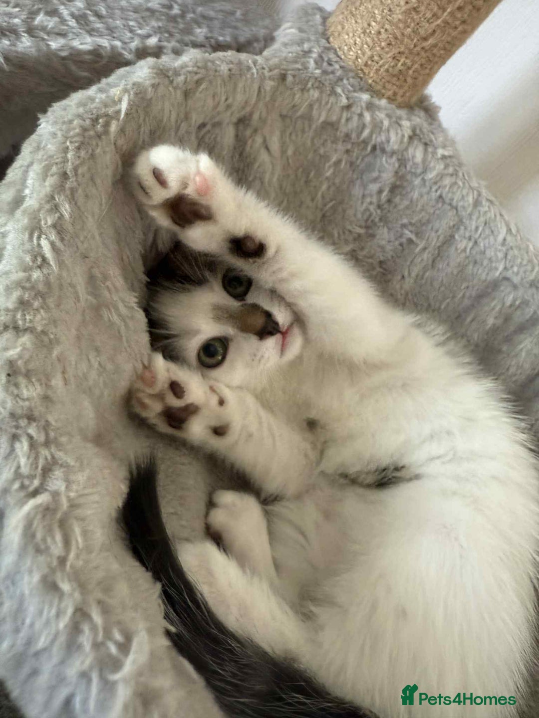 Mixed Breed cats for sale: TWO LEFT! Beautiful kittens ready for 5/10/25 - Image 31