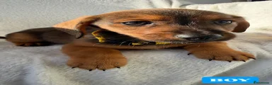Mixed Breed 3