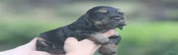 Cocker Spaniel dogs for sale: Fully Health Tested Show Type Cocker Spaniels  - Advert 31
