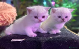 Munchkin cats for sale: Full Pedigree Munchkin kittens - Image 8