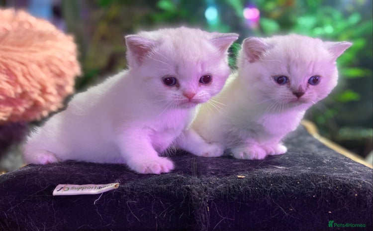 Munchkin cats - Advert 1