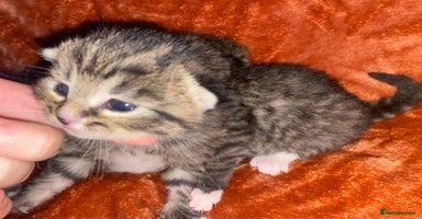 Mixed Breed cats Kittens for sale  - Advert 10
