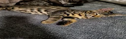Bengal cats for sale: Bengal kittens - Advert 13