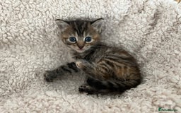 Turkish Angora cats for sale: 🐯 Beautiful Turkish Angora kittens 🐯  - Image 7