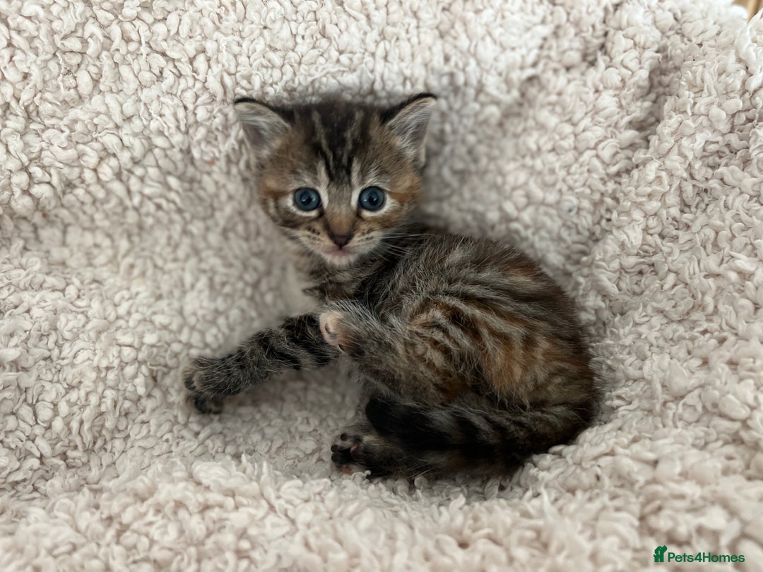 Turkish Angora cats for sale: 🐯 Beautiful Turkish Angora kittens 🐯  - Image 7