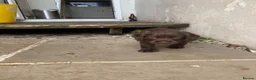 Cocker Spaniel dogs for sale: Cocker spaniel puppy (no docked tail) - Advert 3