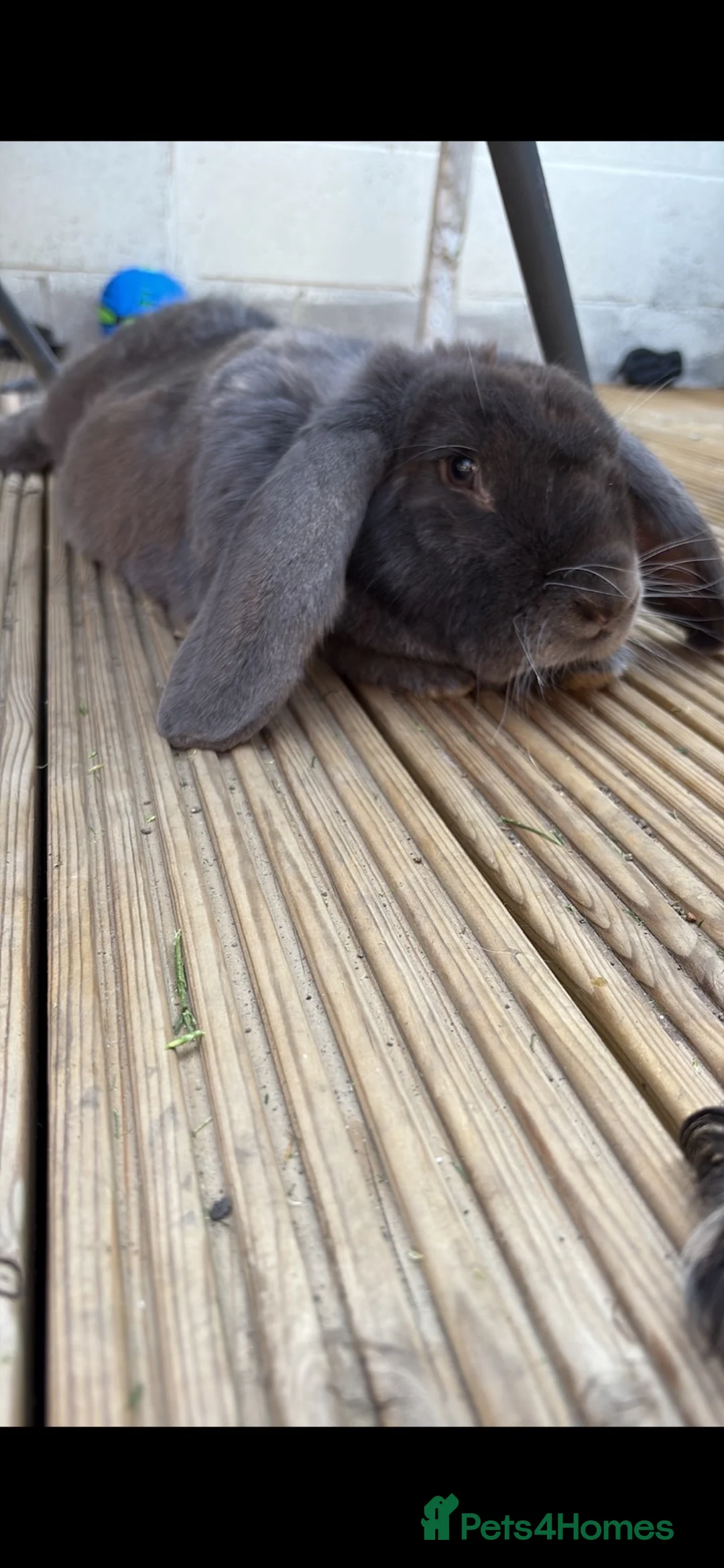 French Lop rabbits for sale: Giant Neutered French/conti male Rabbit  - Advert 2