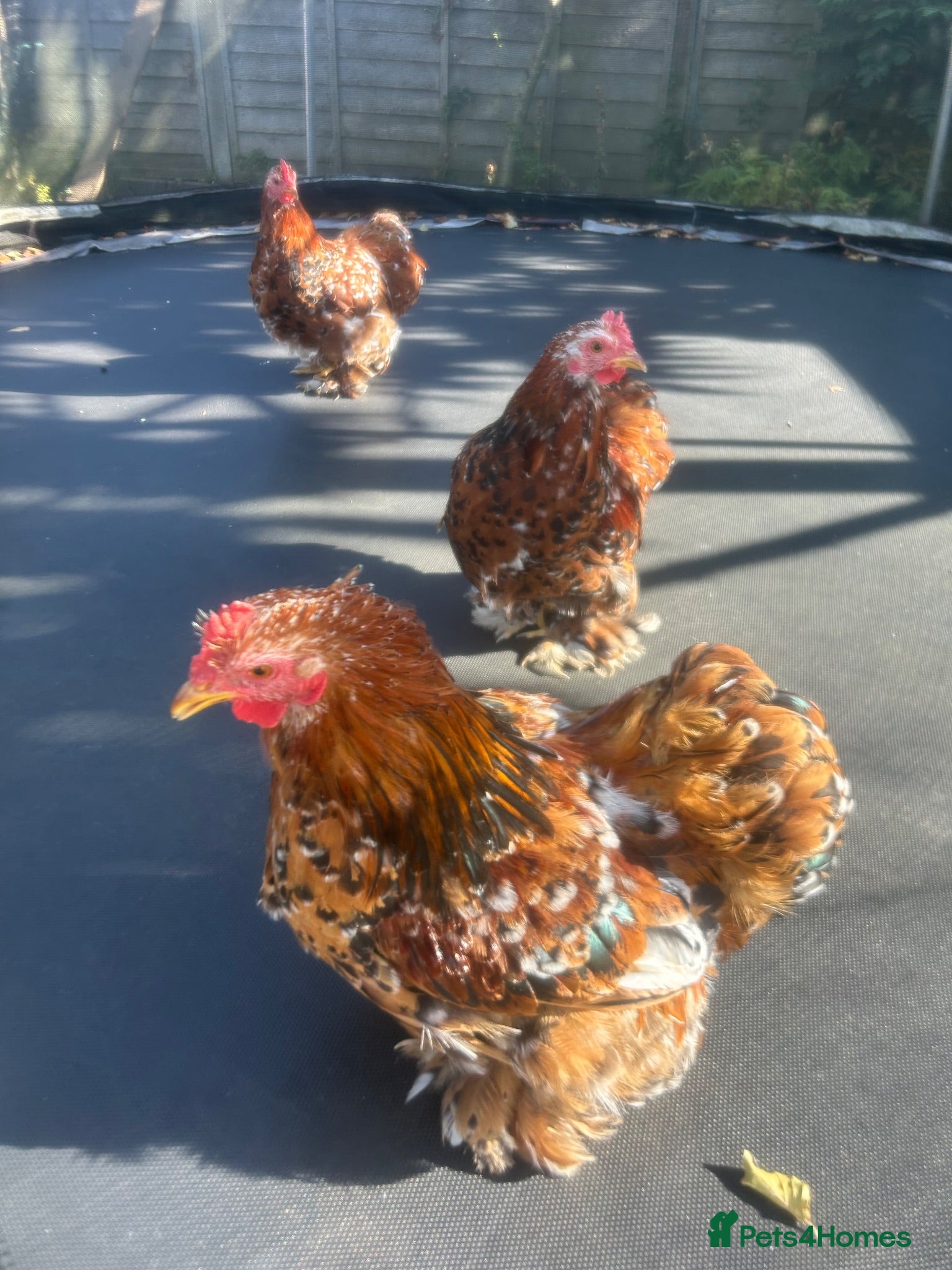 Chickens poultry X3 bantam cockerals - Advert 1