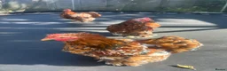 Chickens poultry for sale: X3 bantam cockerals - Advert 1
