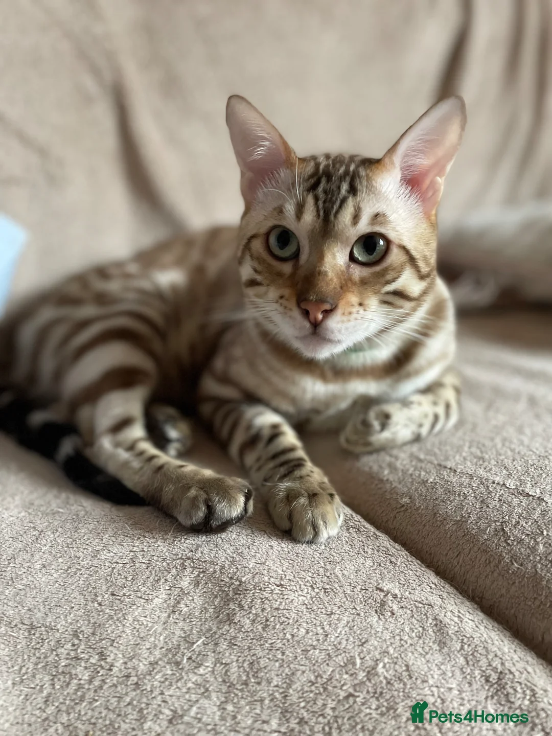 Bengal cats for sale: Perfect TICA pedigree Bengal boys  - Advert 2