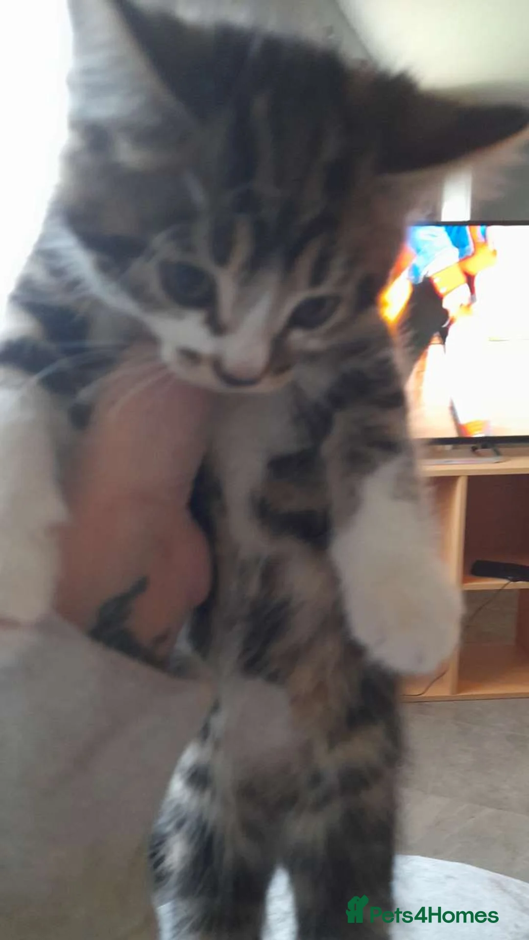 British Shorthair cats for sale: Male tabby kitten in Basingstoke - Advert 1