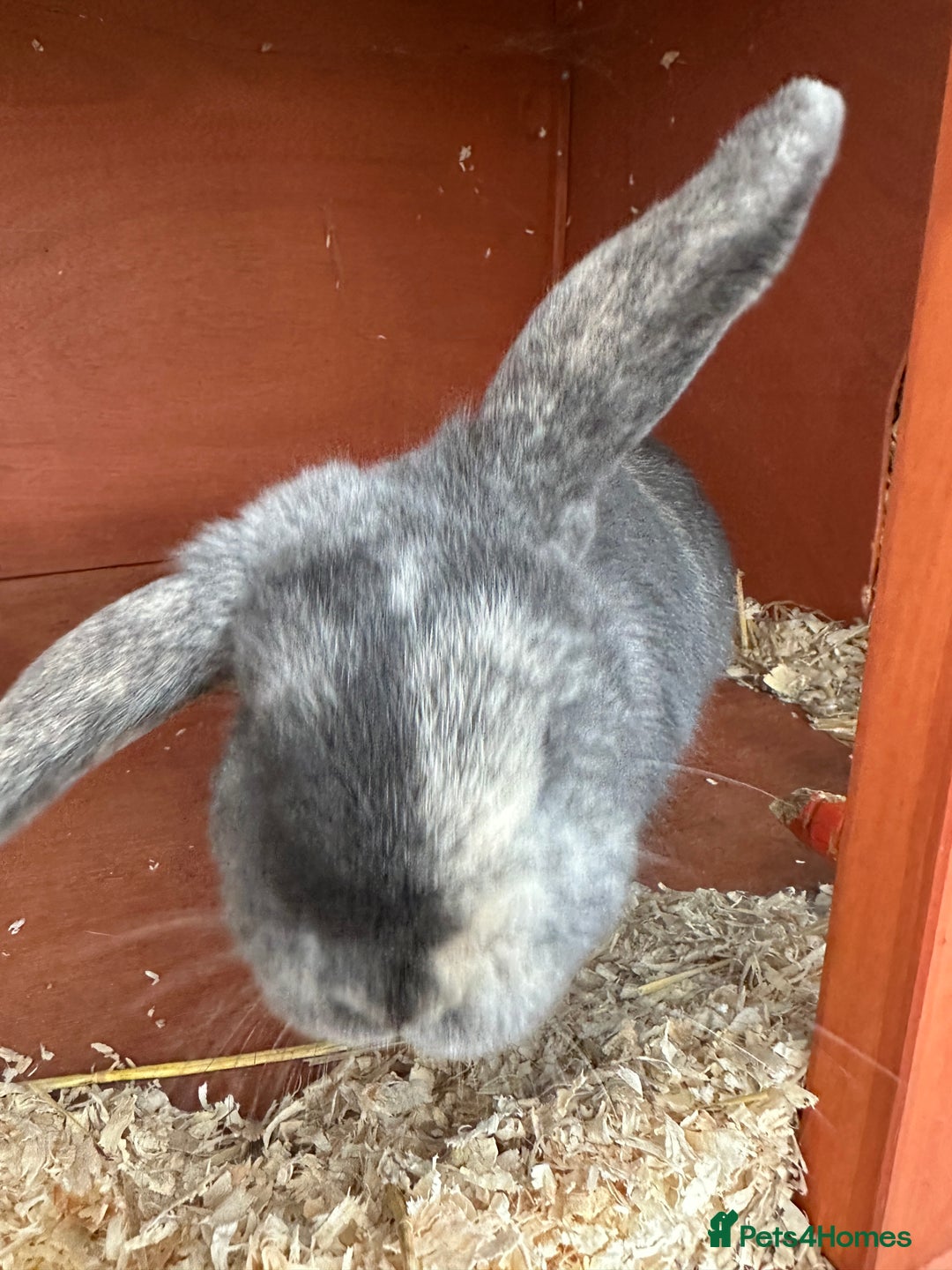 Mini Lop rabbits for sale: 2 female bonded mini lops for sale  - Advert 5