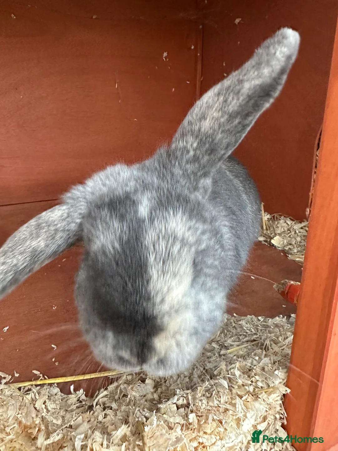 Mini Lop rabbits for sale: 2 female bonded mini lops for sale  - Advert 6