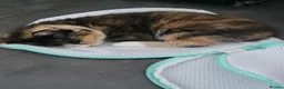 Mixed Breed cats for sale: Beautiful kittens - Advert 6