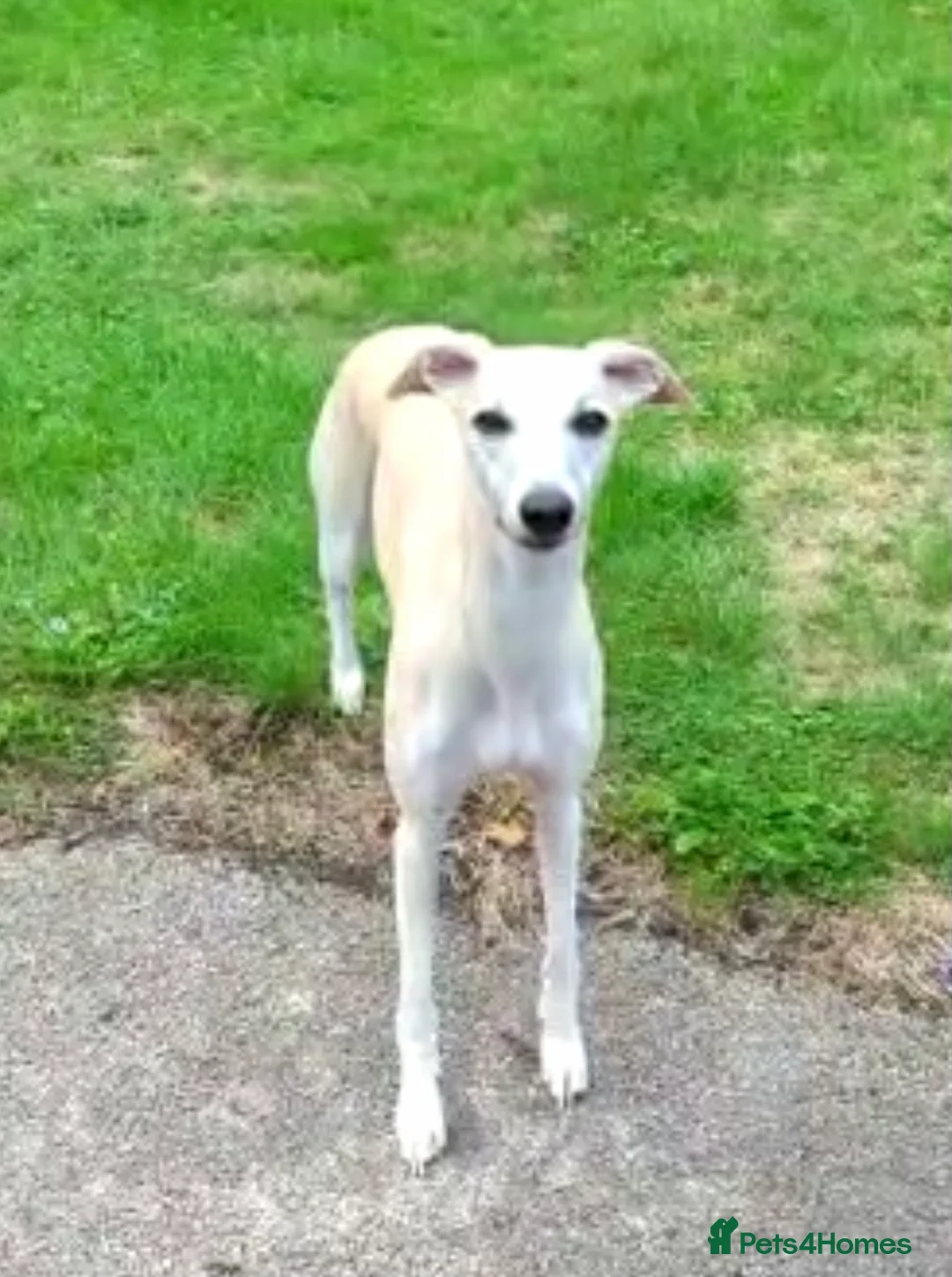 Whippet dogs for stud: KC Reg Heart Tested Gorgeous Fawn Whippet at Stud  in Bristol - Advert 6