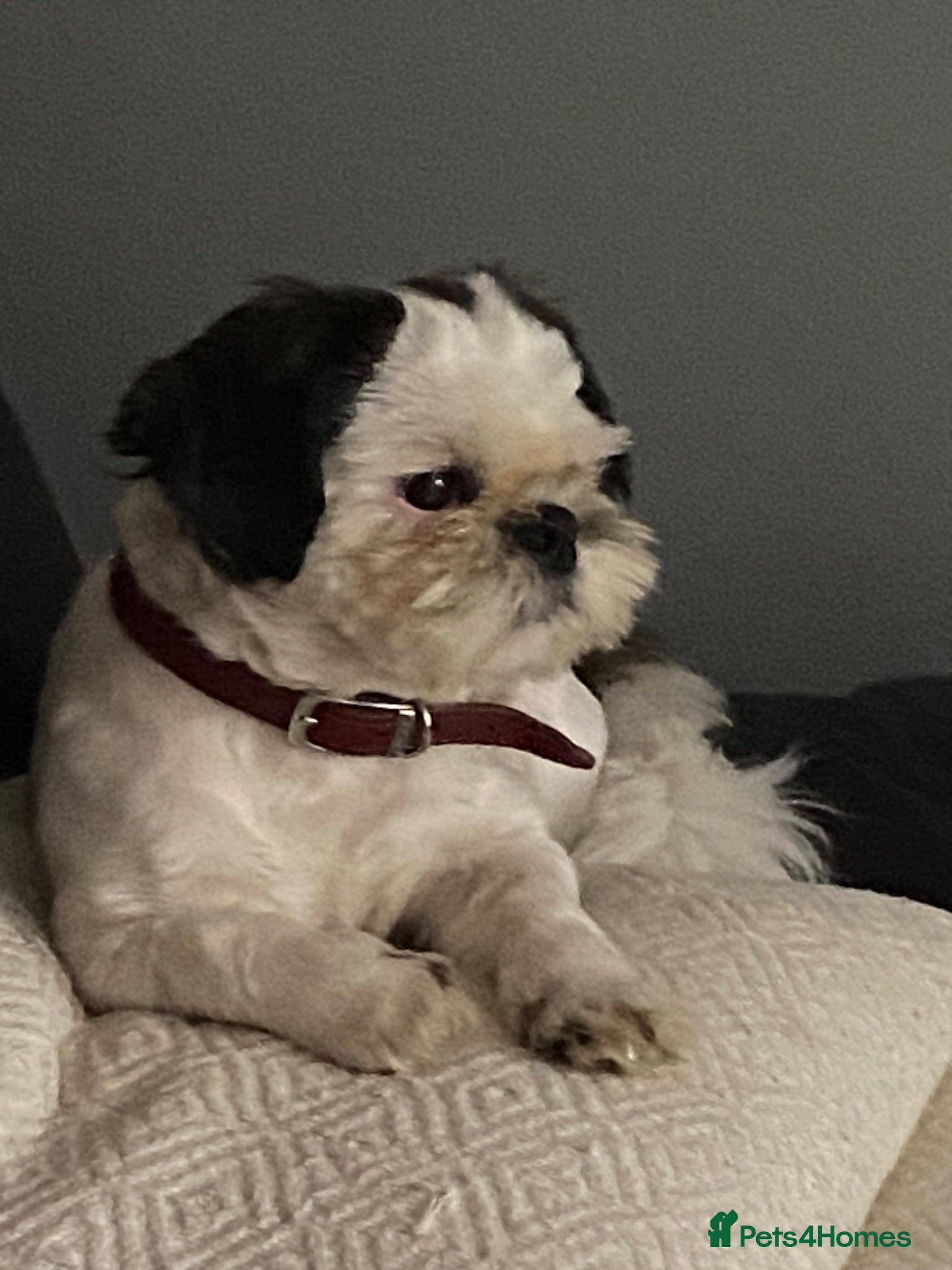 Shih Tzu dogs Kc registered Shih Tzu stud - Advert 7