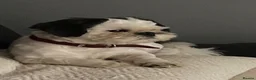Shih Tzu dogs for stud: Kc registered Shih Tzu stud - Advert 1