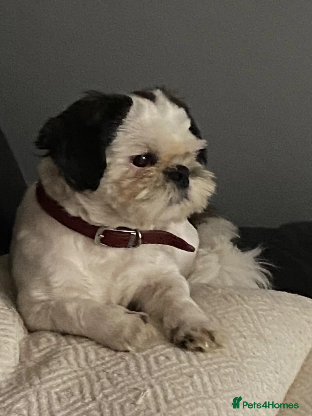 Shih Tzu dogs for stud: Kc registered Shih Tzu stud - Advert 1