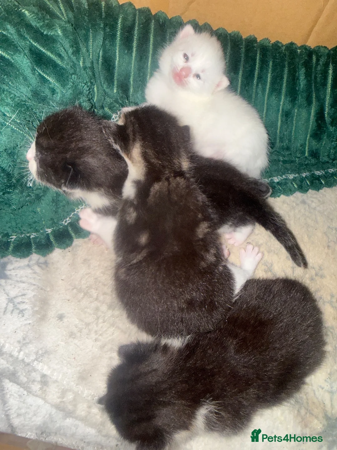 Mixed Breed cats for sale: khao manee Cross kittens  - Advert 2