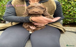Cockapoo dogs for sale: F1 Chocolate Cockapoo puppies - Image 7