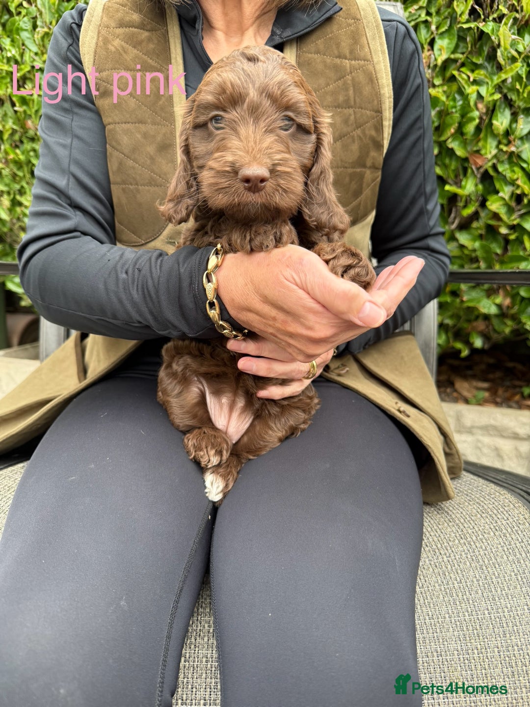 Cockapoo dogs for sale: F1 Chocolate Cockapoo puppies - Image 7