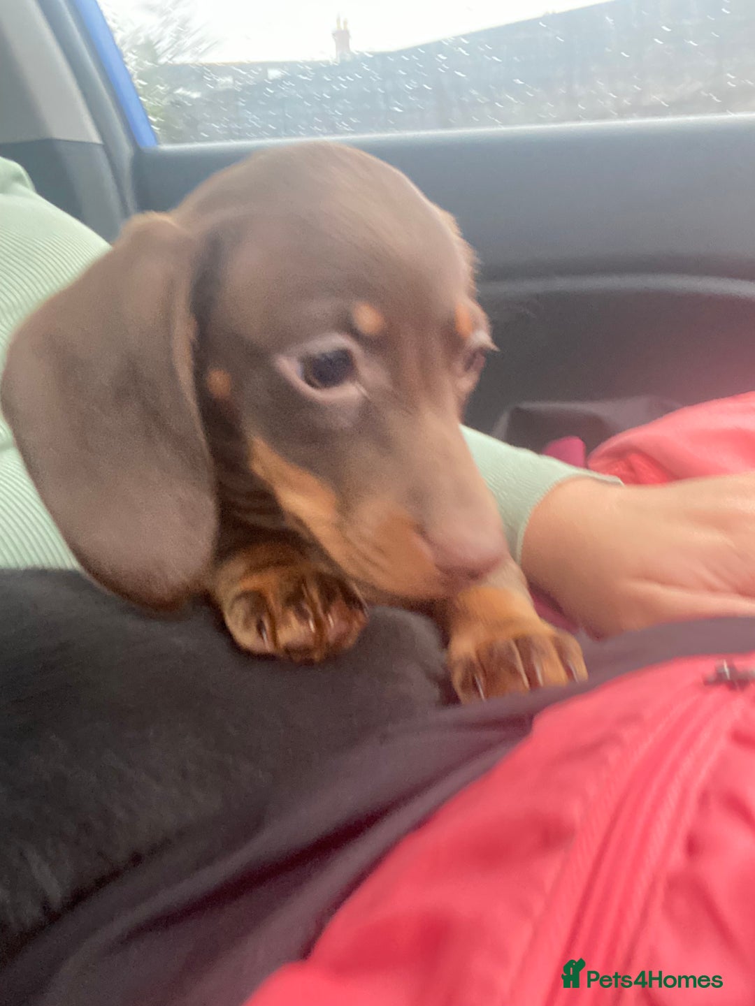 Dachshund dogs for sale: Miniature dachshund female - Advert 5