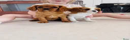 Cavalier King Charles Spaniel dogs for sale: Cavalier King Charles puppies - Advert 16