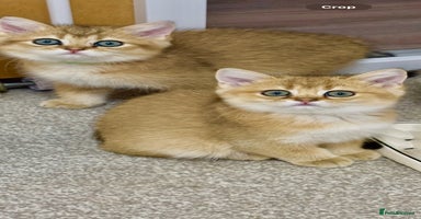 British Shorthair cats - Advert 16