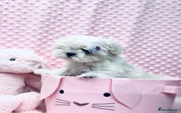 Maltese dogs for sale: 💎 KC Korean Maltese Girls 💎 DNA tested parents. in Leven - Image 17