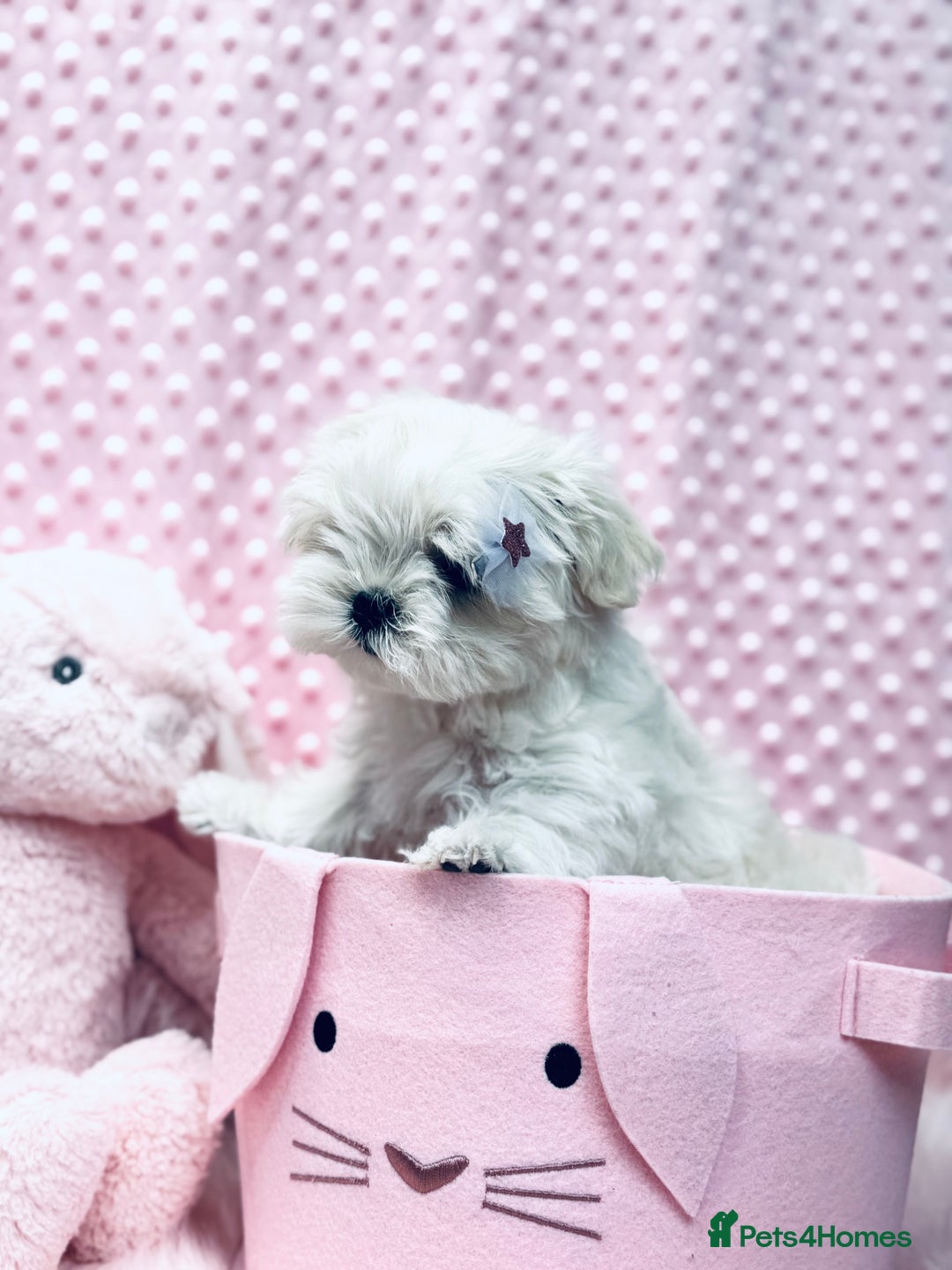 Maltese dogs for sale: 💎 KC Korean Maltese Girls 💎 DNA tested parents. in Leven - Image 17
