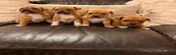 Staffordshire Bull Terrier dogs for stud: Exceptional Red Staffordshire Bull Terrier! - Advert 10