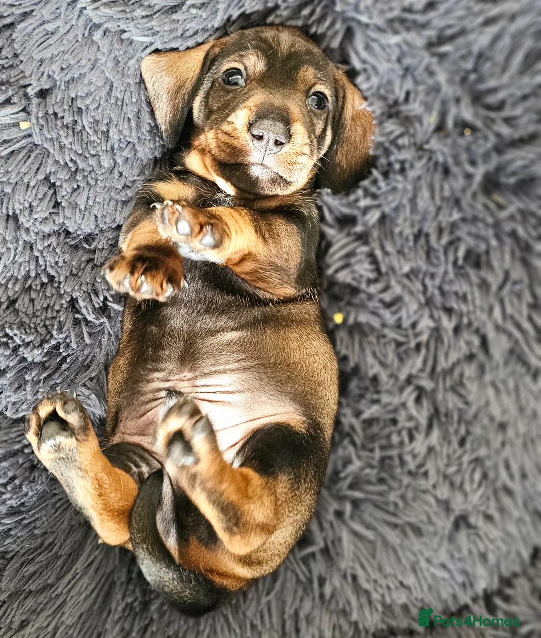 Dachshund dogs for sale: Kc registered Standard Wirehair dachshund  - Advert 25